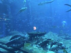 -亚特兰蒂斯•OSSIANO奥西亚诺海底餐厅