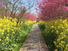 -南汇桃花村