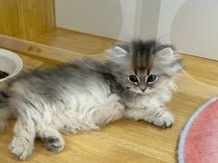 -青奢宠物·青奢猫舍