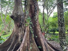 -中国科学院西双版纳热带植物园