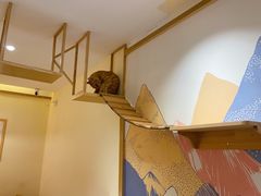-滚猫咖啡·猫咖·猫友好撸猫(未来城店)
