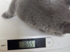 -安安宠医宠物医院·异宠·犬猫内科(岳阳分院)