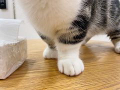 -李小姐の猫咖啡馆(五角场店)