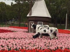 -大宁郁金香公园-停车场