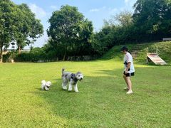 -良成狗狗乐园