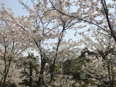 -南山植物园