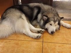 -more than meow吴止猫主题餐厅(承德 中船汇店)