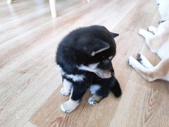 -柴犬小屋·柴餐厅·狗咖食堂(金鼎广场店)