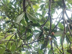 -塘栖枇杷特色园区