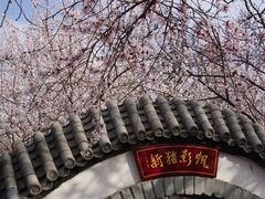 -桃花堤公园