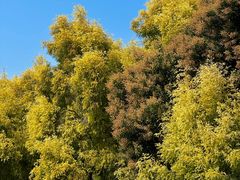 -白鹭洲公园
