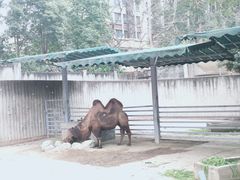 -成都动物园