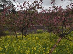 -绵阳盛世樱花悠乐谷