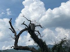 -杨家堂村