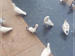 -中粮·祥云小镇