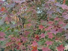 -昆山城市生态森林公园