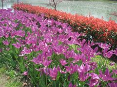 郁金香-上海鲜花港