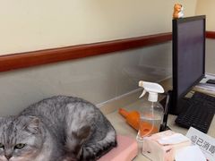 -艾贝尔宠物医院 ·内科全科(梁溪路店)