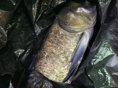 -全乐鱼馆·淳牌有机鱼直营店