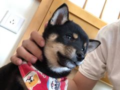 -柴犬小屋·柴餐厅·狗咖食堂(金鼎广场店)