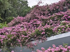 -深圳仙湖植物园