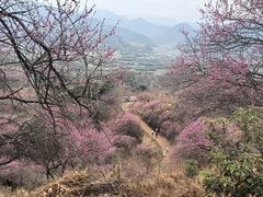 -新建村梅花