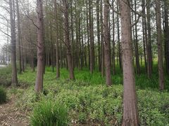 -上海长兴岛郊野公园