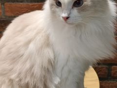 -豆逗聊愈猫阁Easy Life
