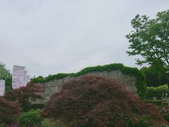 -嘉定紫藤园