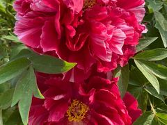 -石家庄市植物园