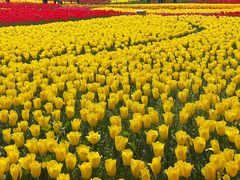 -大宁郁金香公园-停车场