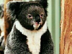 -费瑟代尔野生动物园