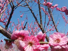 -花开海上生态园