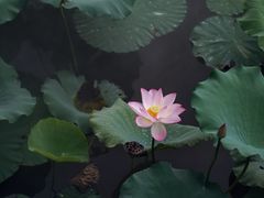 -惠州西湖丰渚园