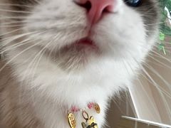 -唐小姐の私宠·宠物洗护美容·撸猫馆·购宠(周浦万达旗舰店)