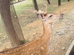 -秦皇岛野生动物园