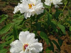 -合肥三国新城遗址公园