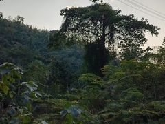 -西双版纳原始森林公园