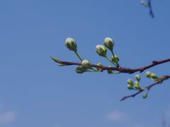 -樱桃山旅游景区