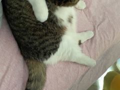 -屋虎猫馆(宝安大仟里店)