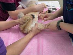 -北京观赏动物医院·24小时大型综合·猫专科·异宠专科