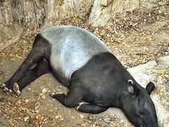 -清迈夜间动物园