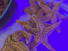 -半岛听涛蒸汽海鲜自助(K11店)