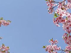 -顾村公园