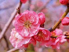 -梅花山(明孝陵内)