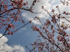 -南山植物园