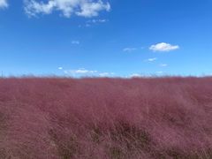 -上海滨江森林公园