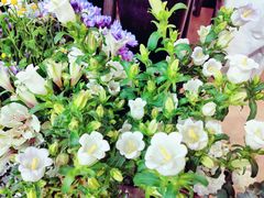 -ChaKo Flora ·茶子花艺 (市北店)
