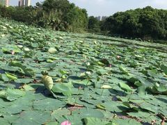 -艾溪湖湿地公园