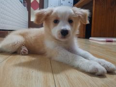 -天宠宠物医院24小时·急重症诊疗中心·全科·腔镜特色(和平分院)